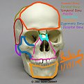 Click image for larger version

Name:	skull 1.jpg
Views:	136
Size:	188.4 KB
ID:	283209