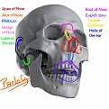 Click image for larger version

Name:	cartilage of face 4.jpg
Views:	149
Size:	270.4 KB
ID:	284683