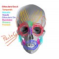 Click image for larger version

Name:	Muscles of face 1.jpg
Views:	136
Size:	330.8 KB
ID:	284684