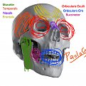 Click image for larger version

Name:	Muscles of face 4.jpg
Views:	136
Size:	364.7 KB
ID:	284687