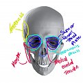 Click image for larger version

Name:	skull_open_03musc.jpg
Views:	160
Size:	387.8 KB
ID:	284770