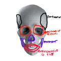 Click image for larger version

Name:	front skull muscle.png
Views:	126
Size:	464.3 KB
ID:	284921