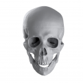 Click image for larger version

Name:	front skull.png
Views:	138
Size:	488.4 KB
ID:	284922