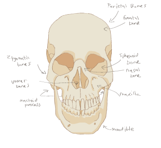 Click image for larger version  Name:	skull_frontview.png Views:	0 Size:	158.9 KB ID:	1117