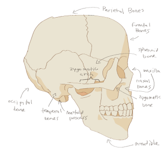 Click image for larger version  Name:	skull_sideview.png Views:	0 Size:	144.1 KB ID:	1118