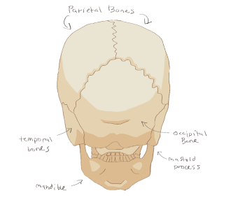 Click image for larger version  Name:	skull_backview.png Views:	0 Size:	105.6 KB ID:	1116