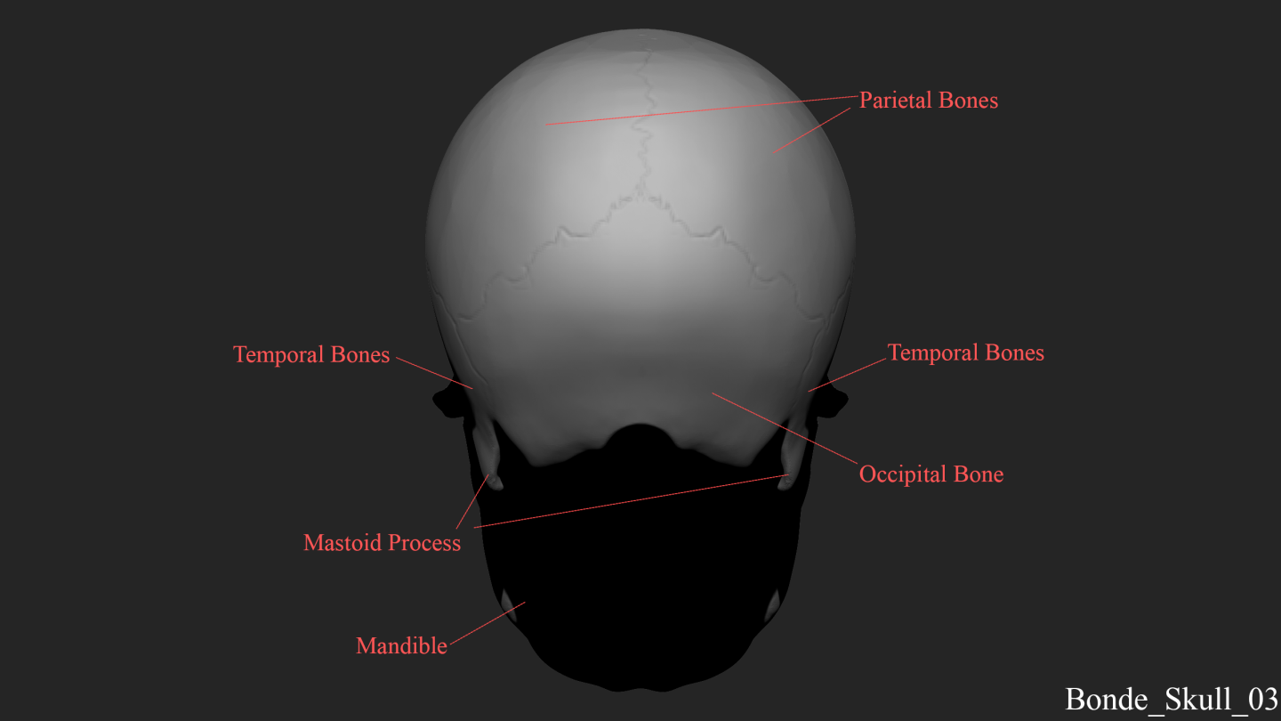 Click image for larger version

Name:	Bonde_Skull_Posterior.png
Views:	177
Size:	147.9 KB
ID:	1124