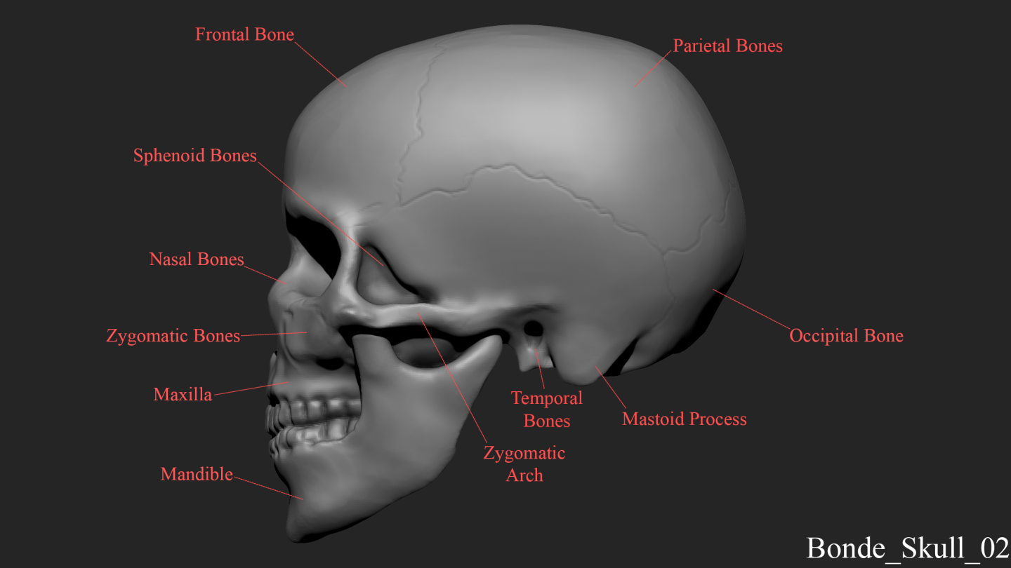 Click image for larger version

Name:	Bonde_Skull_Lateral.png
Views:	174
Size:	249.6 KB
ID:	1125