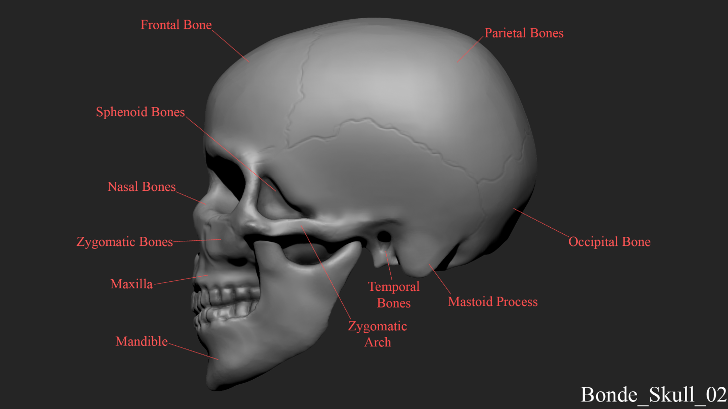 Click image for larger version

Name:	Bonde_Skull_Lateral.png
Views:	153
Size:	249.6 KB
ID:	1125