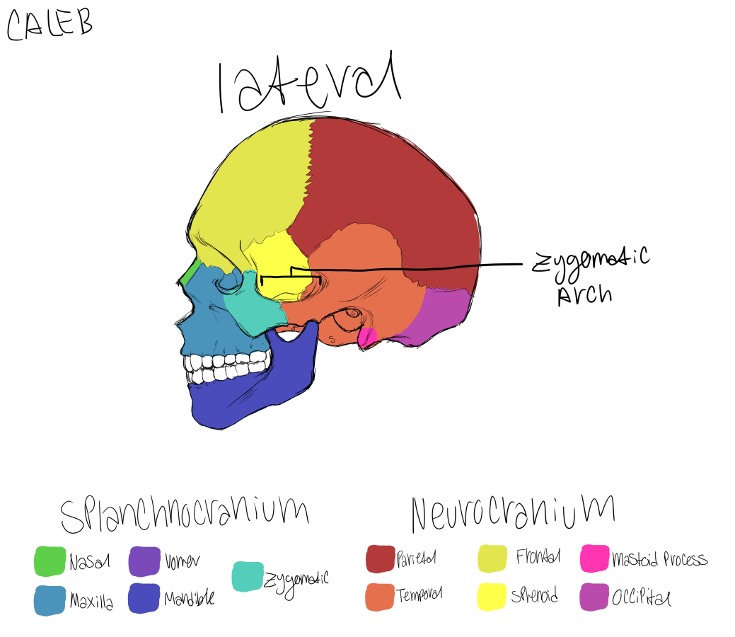 Click image for larger version

Name:	Lateral.png
Views:	165
Size:	178.6 KB
ID:	1137