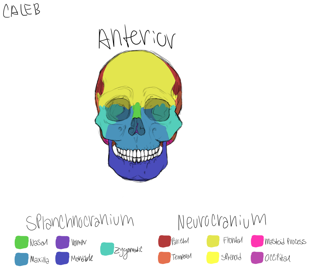 Click image for larger version

Name:	Anterior.png
Views:	165
Size:	192.0 KB
ID:	1138