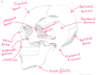 Click image for larger version

Name:	Skull_Lateral_View.png
Views:	151
Size:	399.6 KB
ID:	1154