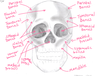 Click image for larger version

Name:	Skull_Anterior_View.png
Views:	189
Size:	665.9 KB
ID:	1150