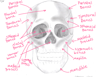 Click image for larger version

Name:	Skull_Anterior_View.png
Views:	151
Size:	665.9 KB
ID:	1150