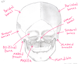 Click image for larger version

Name:	Skull_Posterior_View.png
Views:	152
Size:	647.6 KB
ID:	1151