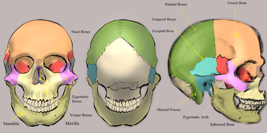 Click image for larger version

Name:	Skull Anatomy turn.png
Views:	131
Size:	433.0 KB
ID:	1170