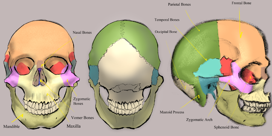 Click image for larger version

Name:	Skull Anatomy turn.png
Views:	114
Size:	433.0 KB
ID:	1170