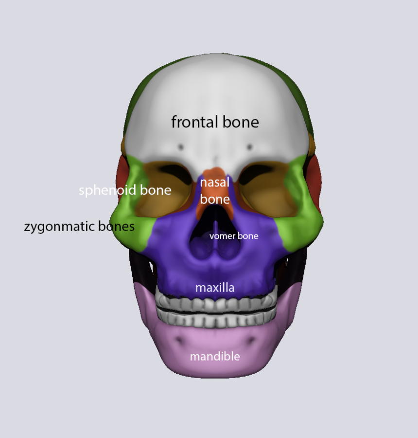 Click image for larger version

Name:	skullAnterior.png
Views:	60
Size:	302.4 KB
ID:	1416