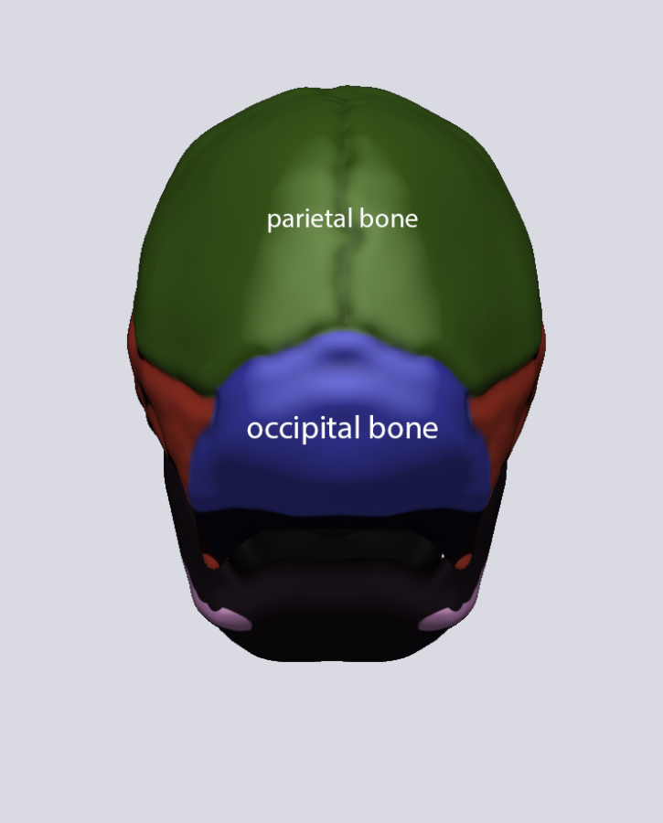 Click image for larger version

Name:	skullPosterior.png
Views:	61
Size:	215.6 KB
ID:	1415