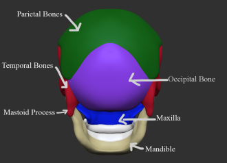 Click image for larger version

Name:	Skull_Back_Label.png
Views:	98
Size:	236.3 KB
ID:	1458