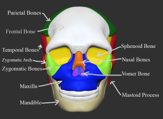 Click image for larger version

Name:	Skull_Front_Label.png
Views:	98
Size:	317.5 KB
ID:	1459