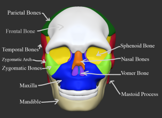 Click image for larger version

Name:	Skull_Front_Label.png
Views:	53
Size:	317.5 KB
ID:	1459