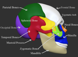Click image for larger version

Name:	Skull_Side_Label.png
Views:	96
Size:	346.3 KB
ID:	1460