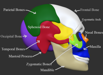 Click image for larger version

Name:	Skull_Side_Label.png
Views:	52
Size:	346.3 KB
ID:	1460