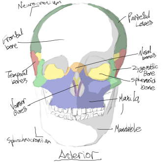 Click image for larger version

Name:	skull_anterior.png
Views:	97
Size:	290.1 KB
ID:	1462