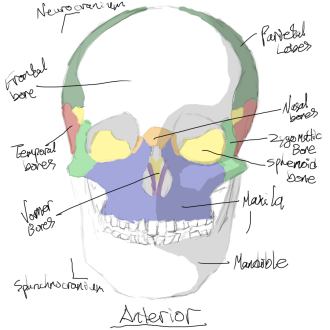 Click image for larger version

Name:	skull_anterior.png
Views:	53
Size:	290.1 KB
ID:	1462