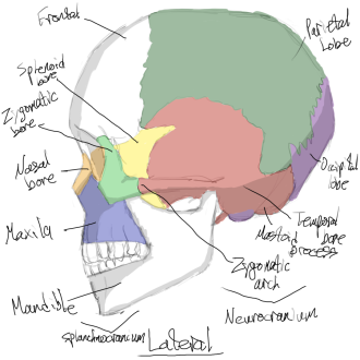 Click image for larger version

Name:	skull_lateral.png
Views:	102
Size:	306.7 KB
ID:	1464