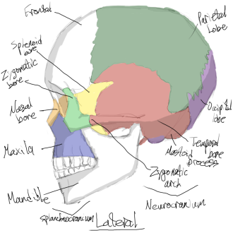 Click image for larger version

Name:	skull_lateral.png
Views:	54
Size:	306.7 KB
ID:	1464