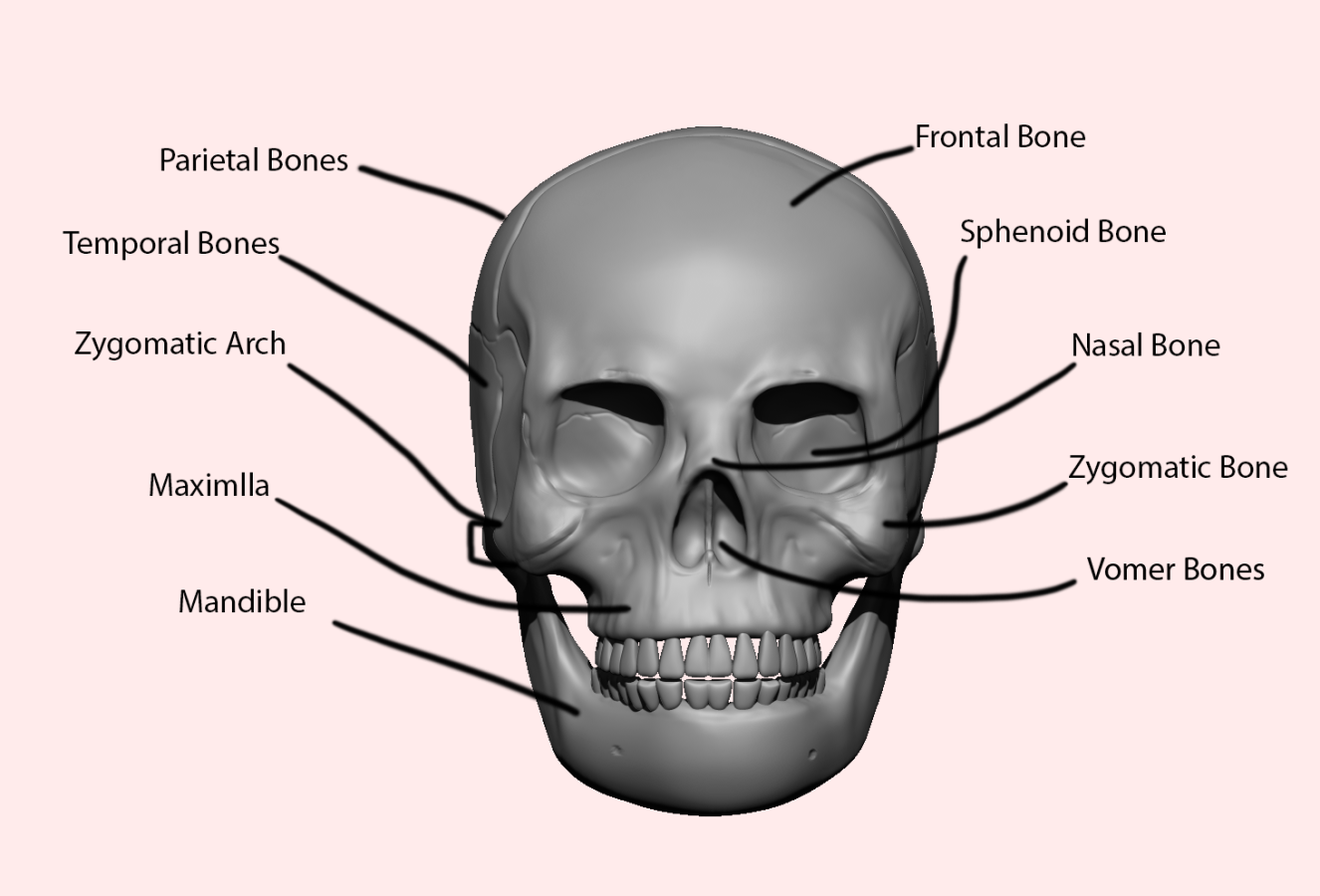Click image for larger version

Name:	skull.front copy.png
Views:	54
Size:	310.3 KB
ID:	1501