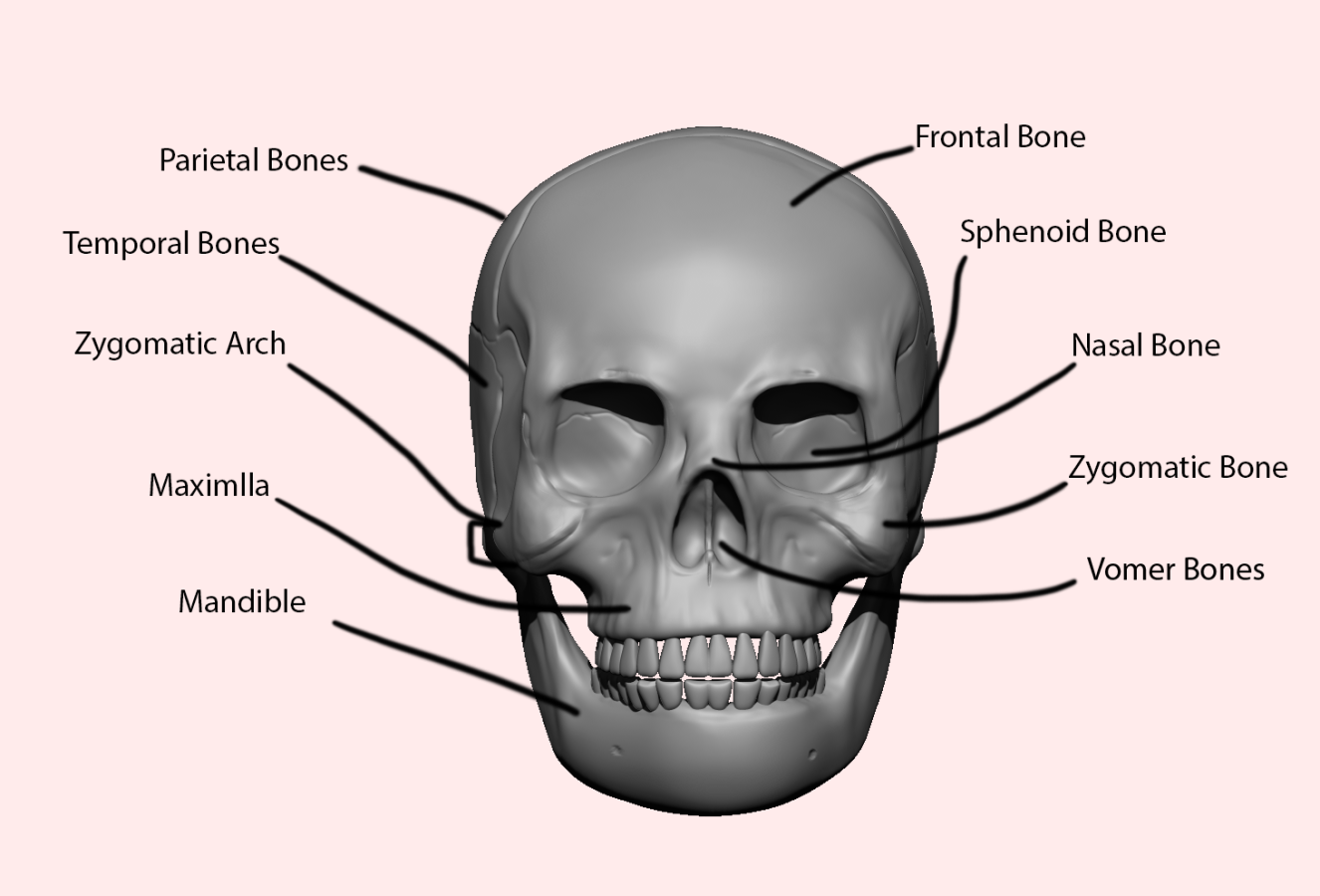 Click image for larger version

Name:	skull.front copy.png
Views:	42
Size:	310.3 KB
ID:	1501