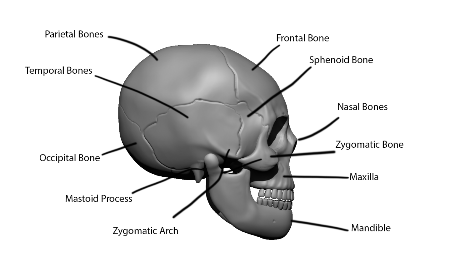Click image for larger version

Name:	skull.side.png
Views:	50
Size:	275.1 KB
ID:	1502