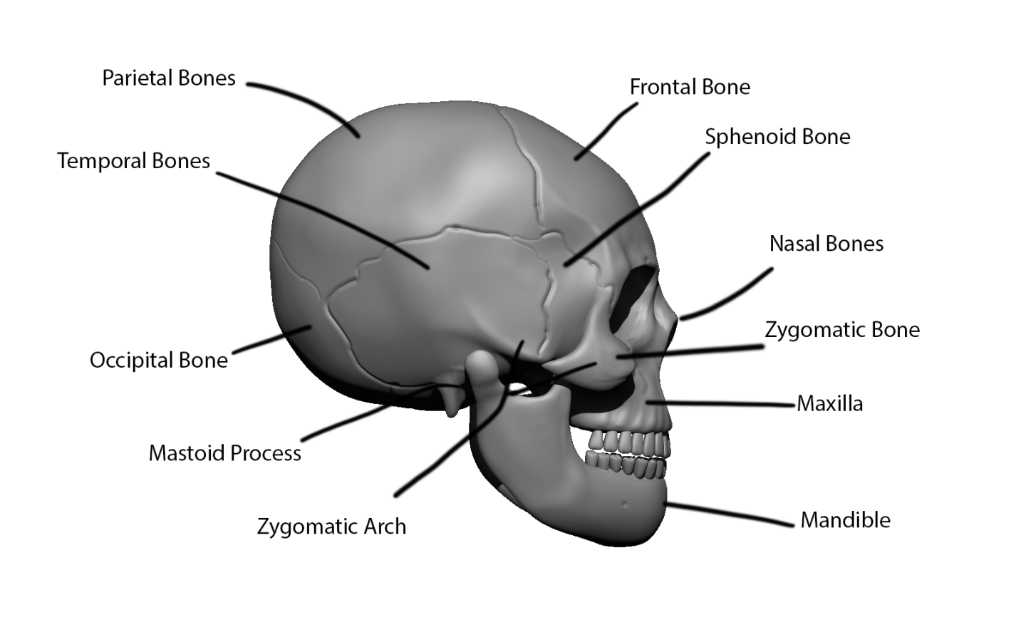 Click image for larger version

Name:	skull.side.png
Views:	38
Size:	275.1 KB
ID:	1502