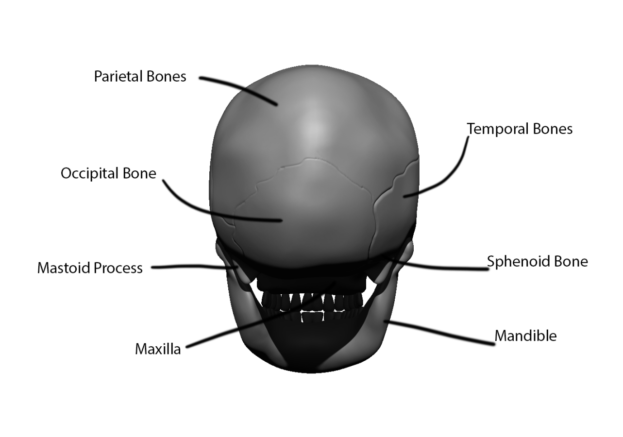Click image for larger version

Name:	skull.back.png
Views:	48
Size:	191.7 KB
ID:	1503
