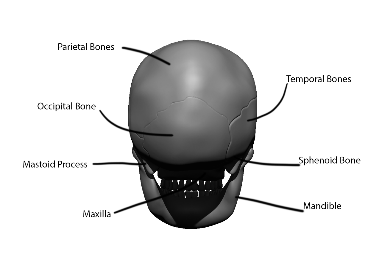 Click image for larger version

Name:	skull.back.png
Views:	36
Size:	191.7 KB
ID:	1503