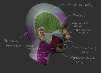 Click image for larger version

Name:	Front_Muscles.png
Views:	259
Size:	317.4 KB
ID:	1696