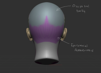 Click image for larger version

Name:	Front_Muscles (1).png
Views:	257
Size:	185.5 KB
ID:	1697