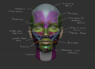 Click image for larger version

Name:	Front_Muscles (2).png
Views:	259
Size:	308.5 KB
ID:	1698
