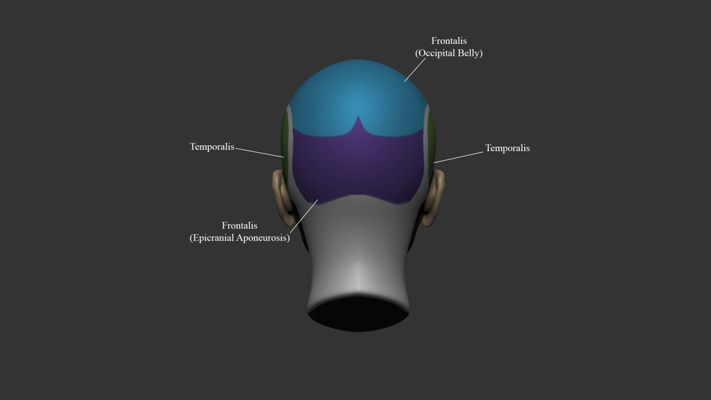 Click image for larger version  Name:	Muscles_Posterior.png Views:	0 Size:	136.8 KB ID:	1725
