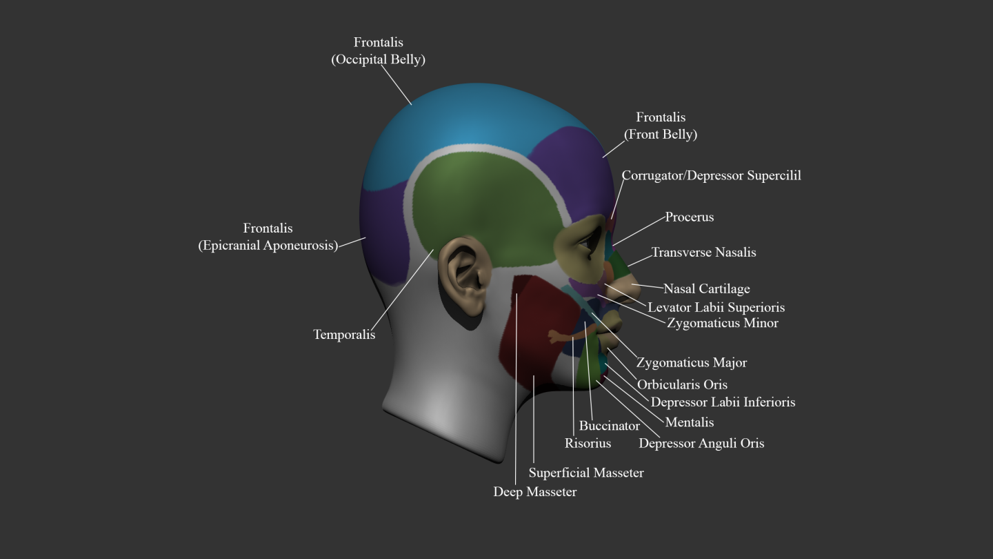 Click image for larger version  Name:	Muscles_Lateral.png Views:	0 Size:	254.0 KB ID:	1728