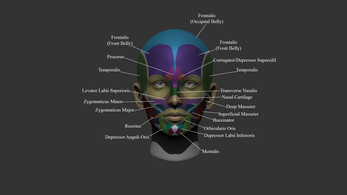 Click image for larger version  Name:	Muscles_Anterior.png Views:	0 Size:	258.9 KB ID:	1726