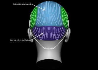 Click image for larger version

Name:	FacialMuscles_Back.png
Views:	181
Size:	429.3 KB
ID:	1804
