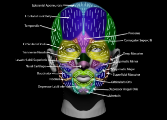 Click image for larger version

Name:	FacialMuscles_Front.png
Views:	176
Size:	585.5 KB
ID:	1805