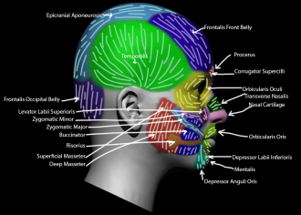 Click image for larger version

Name:	FacialMuscles_Side.png
Views:	175
Size:	655.1 KB
ID:	1806
