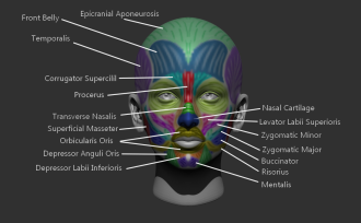 Click image for larger version

Name:	facesMuscles1.png
Views:	201
Size:	294.8 KB
ID:	1808