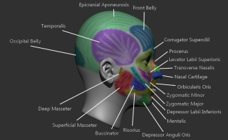 Click image for larger version

Name:	facesMuscles2.png
Views:	198
Size:	311.6 KB
ID:	1809