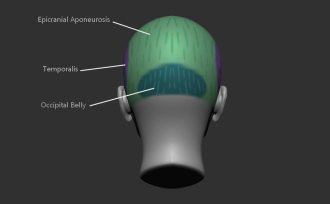 Click image for larger version

Name:	facesMuscles3.png
Views:	202
Size:	165.8 KB
ID:	1810